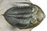 Zlichovaspis Trilobite With Reedops - Orange Eye Facets! #384181-3